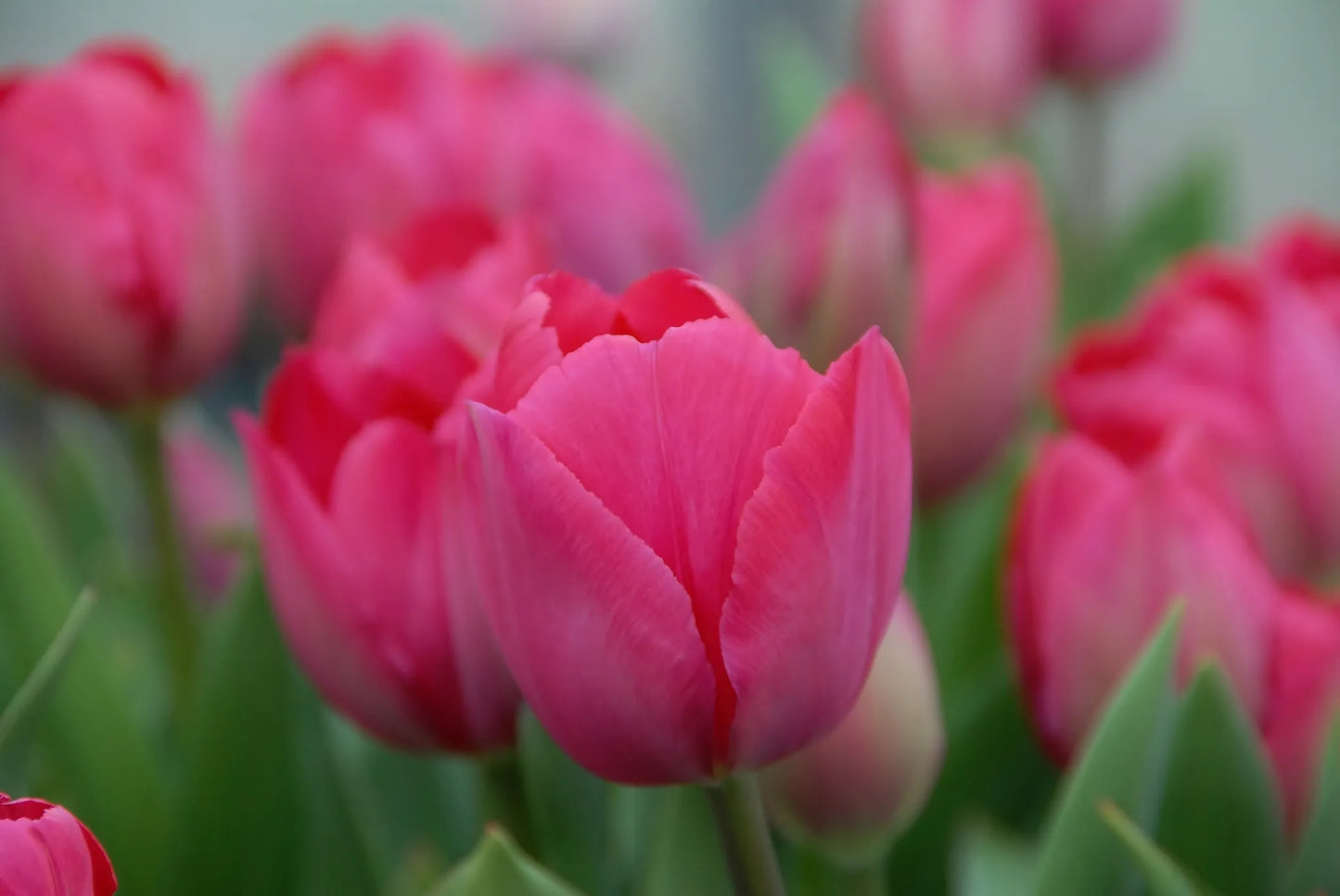 Untreated Tulip Lady van Eijk® flower bulbs size 12/+ (1009100) for private individuals