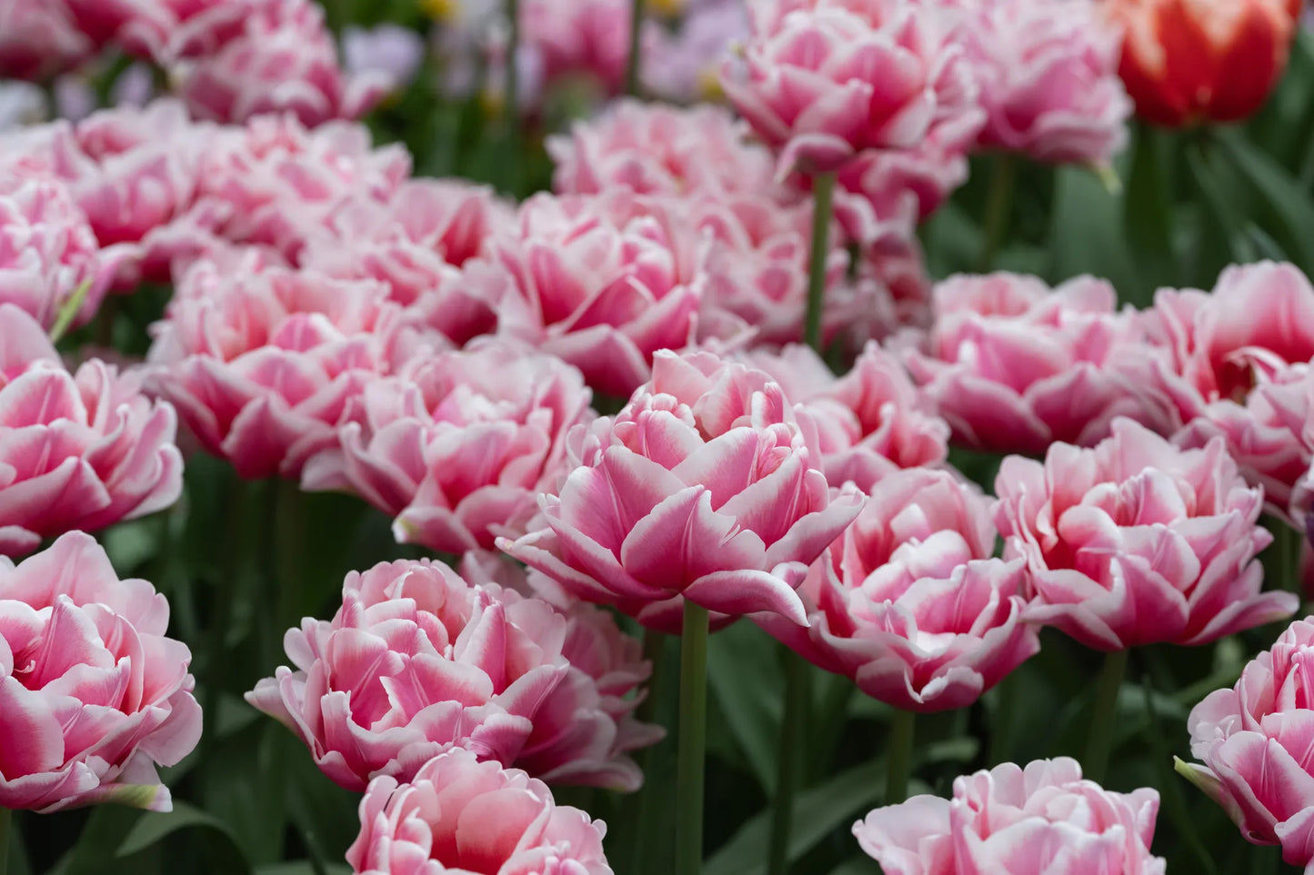 Bulbes de fleurs Non-Traité Tulipe Lets Dance calibre 12/+ (1058800)