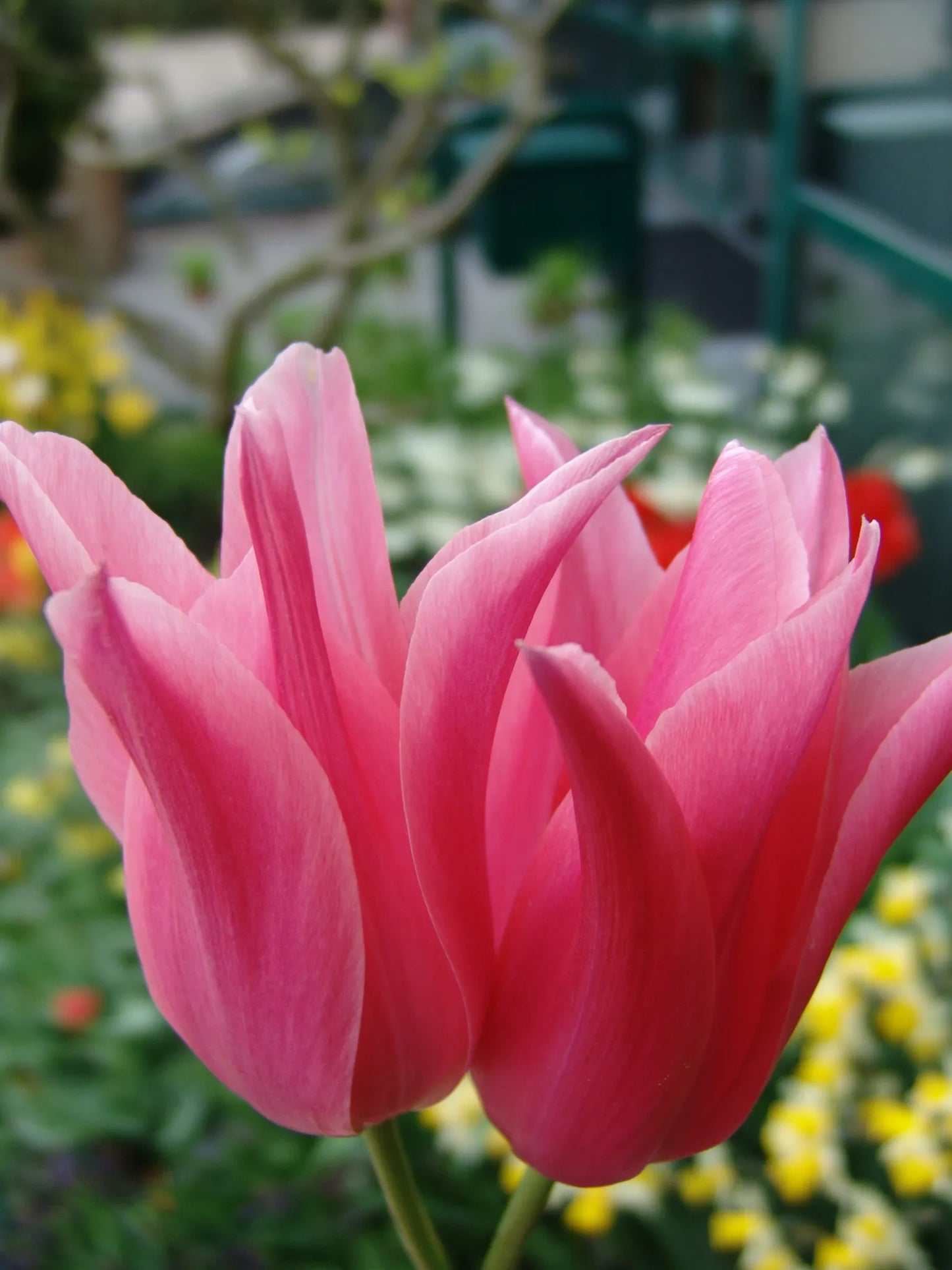 Bulbes de fleurs Non-Traité Tulipe Mariette calibre 12/+ (1027500)