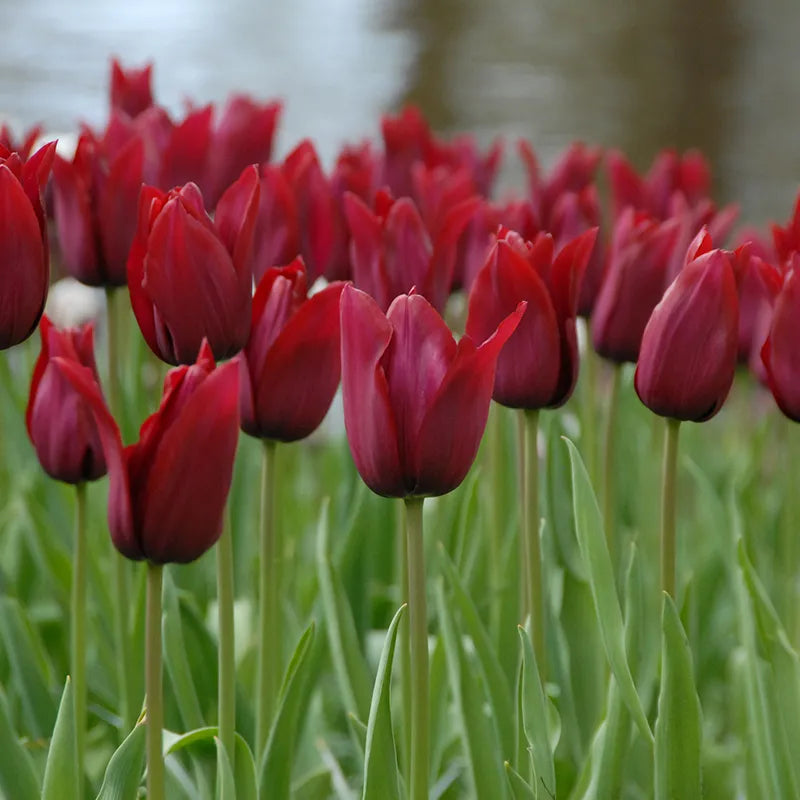 Bulbes de fleurs Non-Traité Tulipe Merlot calibre 12/+ (1010200)