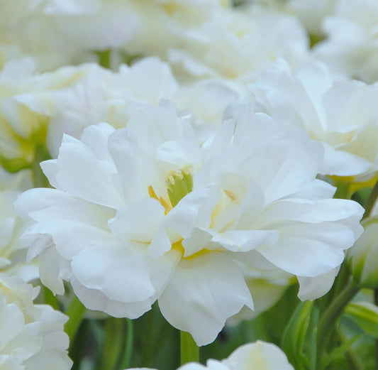 Bulbes de fleurs Non-Traité Tulipe  Mount Tacoma calibre 12/+ (1011000)