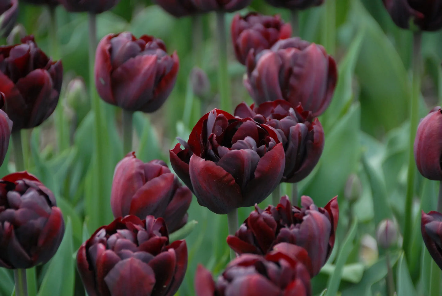 Bulbes de fleurs Non-Traité Tulipe Palmyra® calibre 12/+ (1045800)