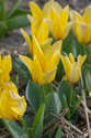 8 Bulbes De Tulipe Frangée 'Fabio' - Circonférence 12/+ Cm, Floraison Rouge Vif à Franges Dorées, Pour Jardin Printanier - 3
