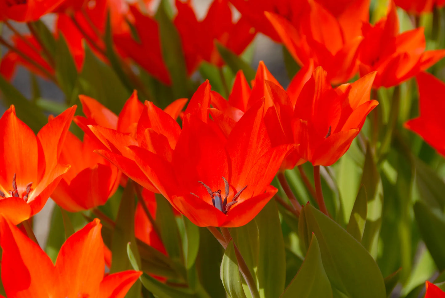 Bulbes de fleurs Non-Traité Tulipe praestans Fusilier calibre 12/+ (1012700)