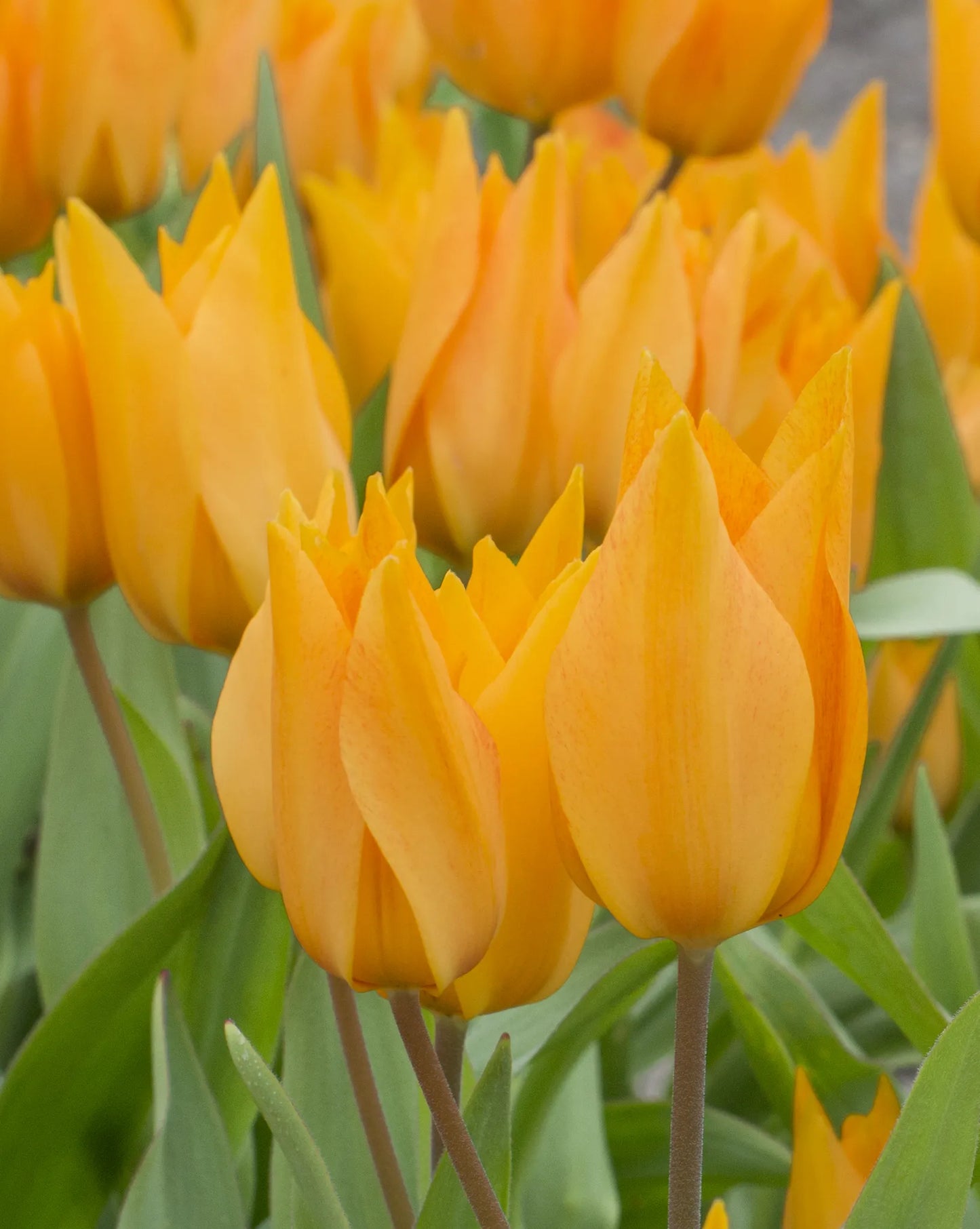 Bulbes de fleurs Non-Traité Tulipe praestans Shogun calibre 9/+ (1012800)