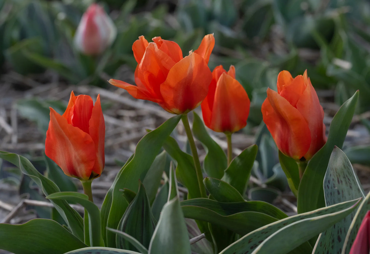 Bulbes de fleurs Non-Traité Tulipe Princess Household calibre 12/+ (1059000)