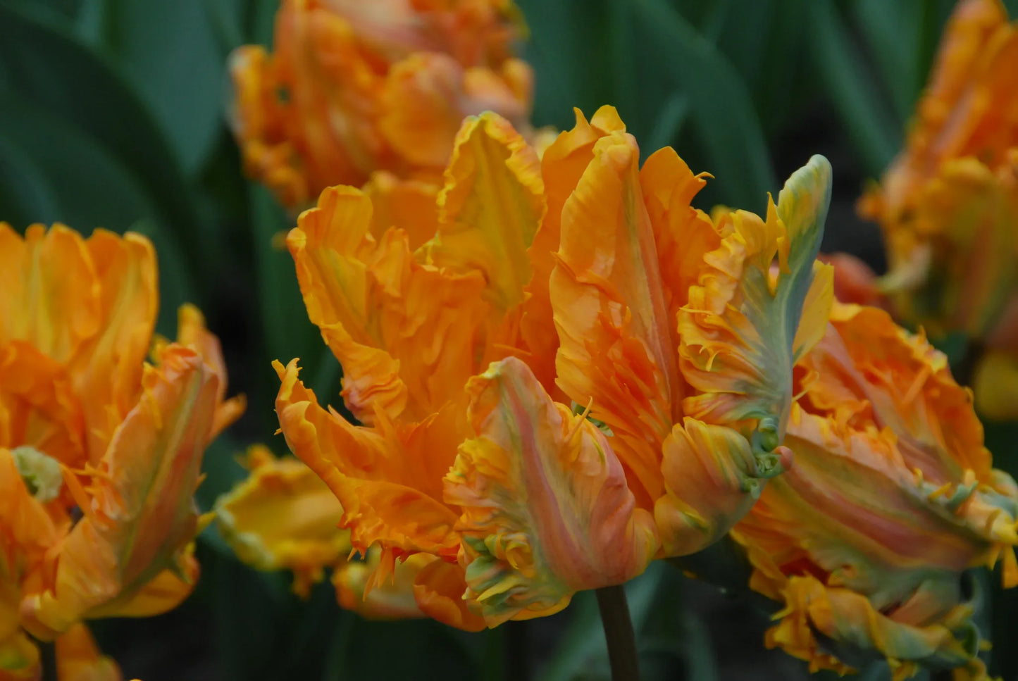 Bulbes de fleurs Non-Traité Tulipe Prinses Irene Parkiet® calibre 12/+ (1008500)