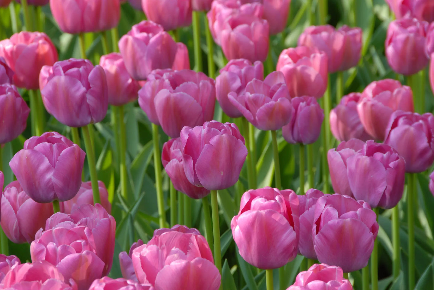 Bulbes de fleurs Non-Traité Tulipe Purple Pride® calibre 12/+ (1031900)