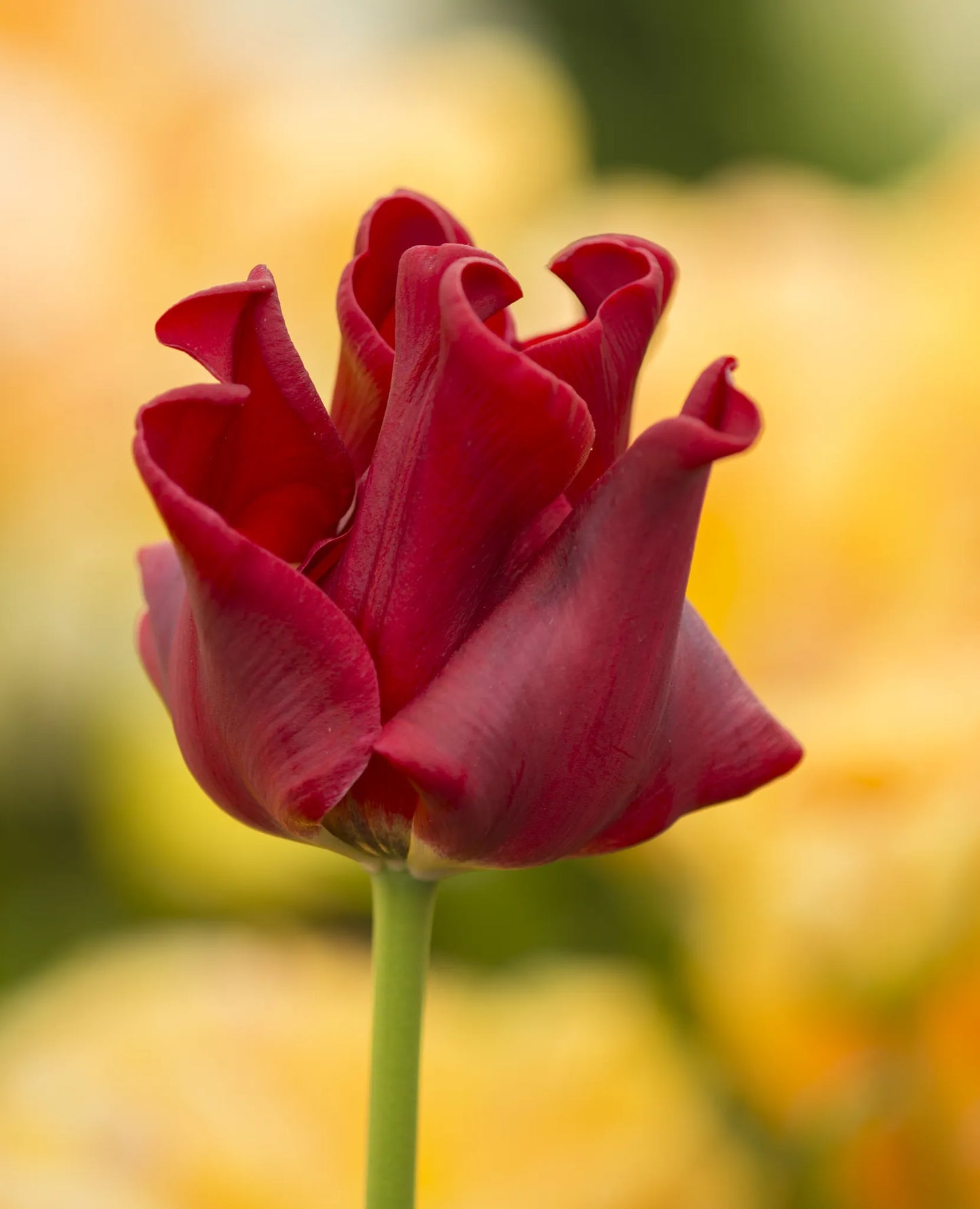 Untreated Tulip Red Dress flower bulbs size 12/+ (1049200) for individuals