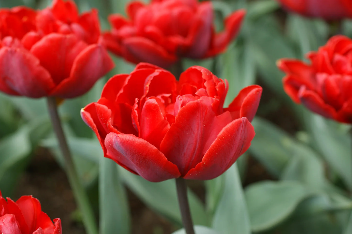 Untreated Tulip Red Princess flower bulbs size 12/+ (1013900) for individuals