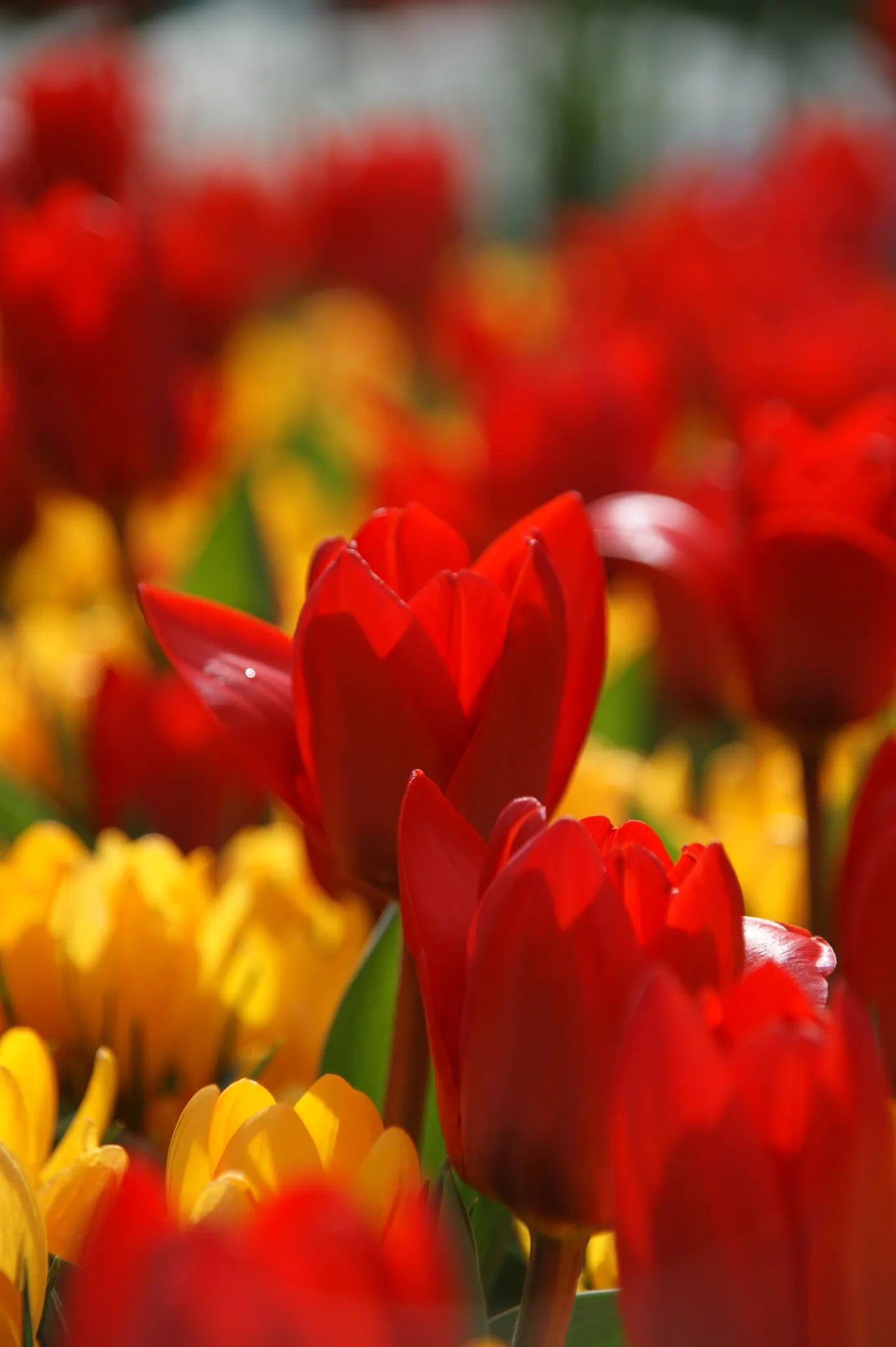 Bulbes de fleurs Non-Traité Tulipe Showwinner calibre 12/+ (1014800)