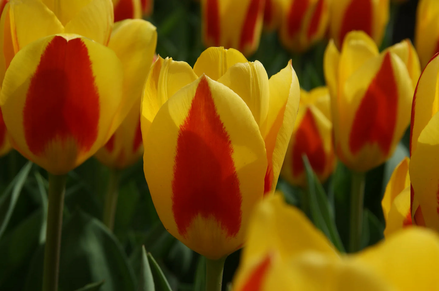 Bulbes de fleurs Non-Traité Tulipe Stresa calibre 12/+ (1015900)