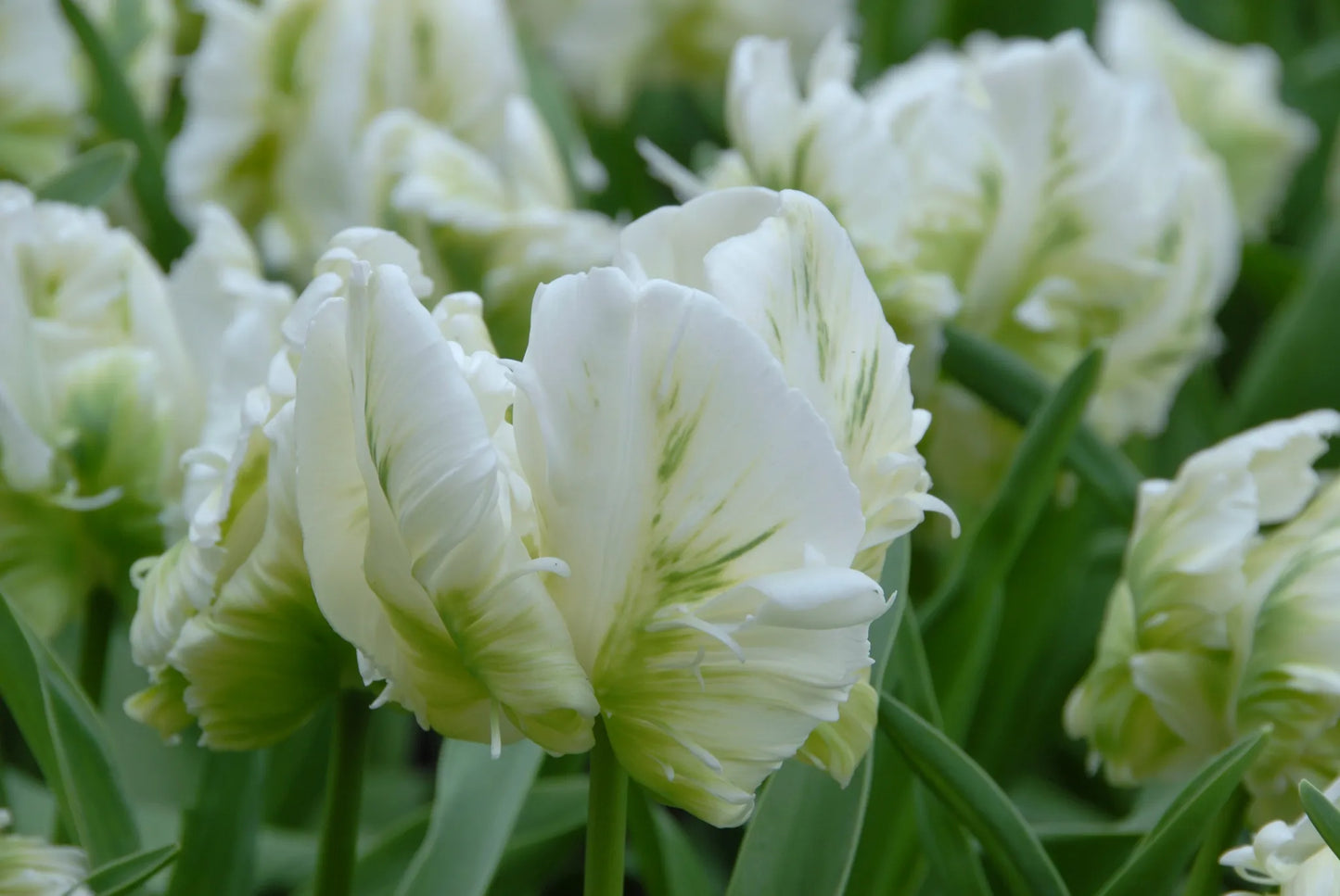 Bulbes de fleurs Non-Traité Tulipe Super Parrot® calibre 12/+ (1016000)