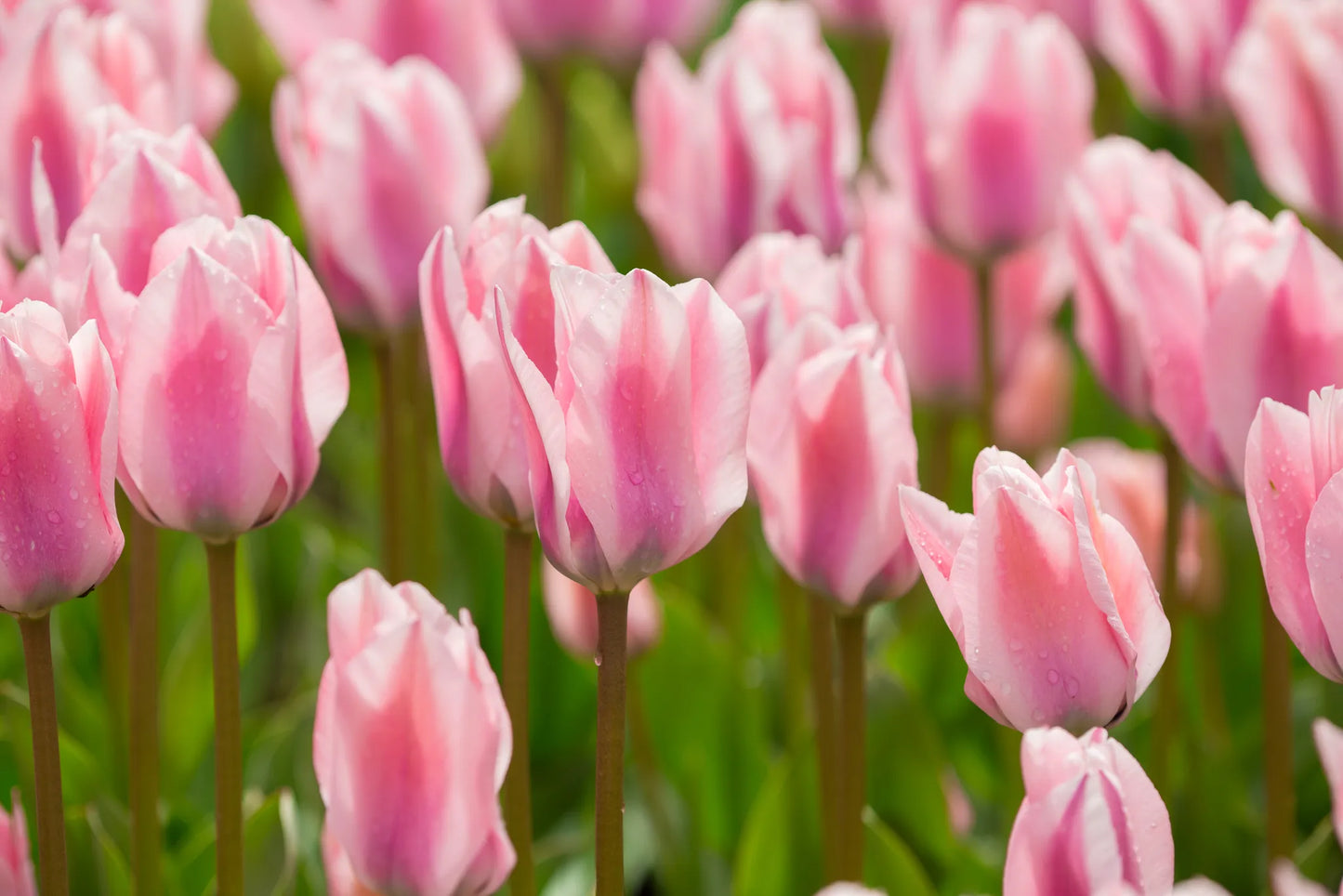 Bulbes de fleurs Non-Traité Tulipe Sweet Sixteen® calibre 12/+ (1016100)