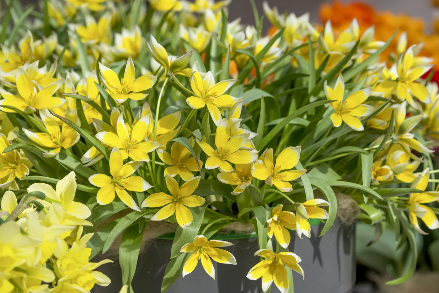 Bulbes de fleurs Non-Traité Tulipe tarda calibre 8/+ (1016400)