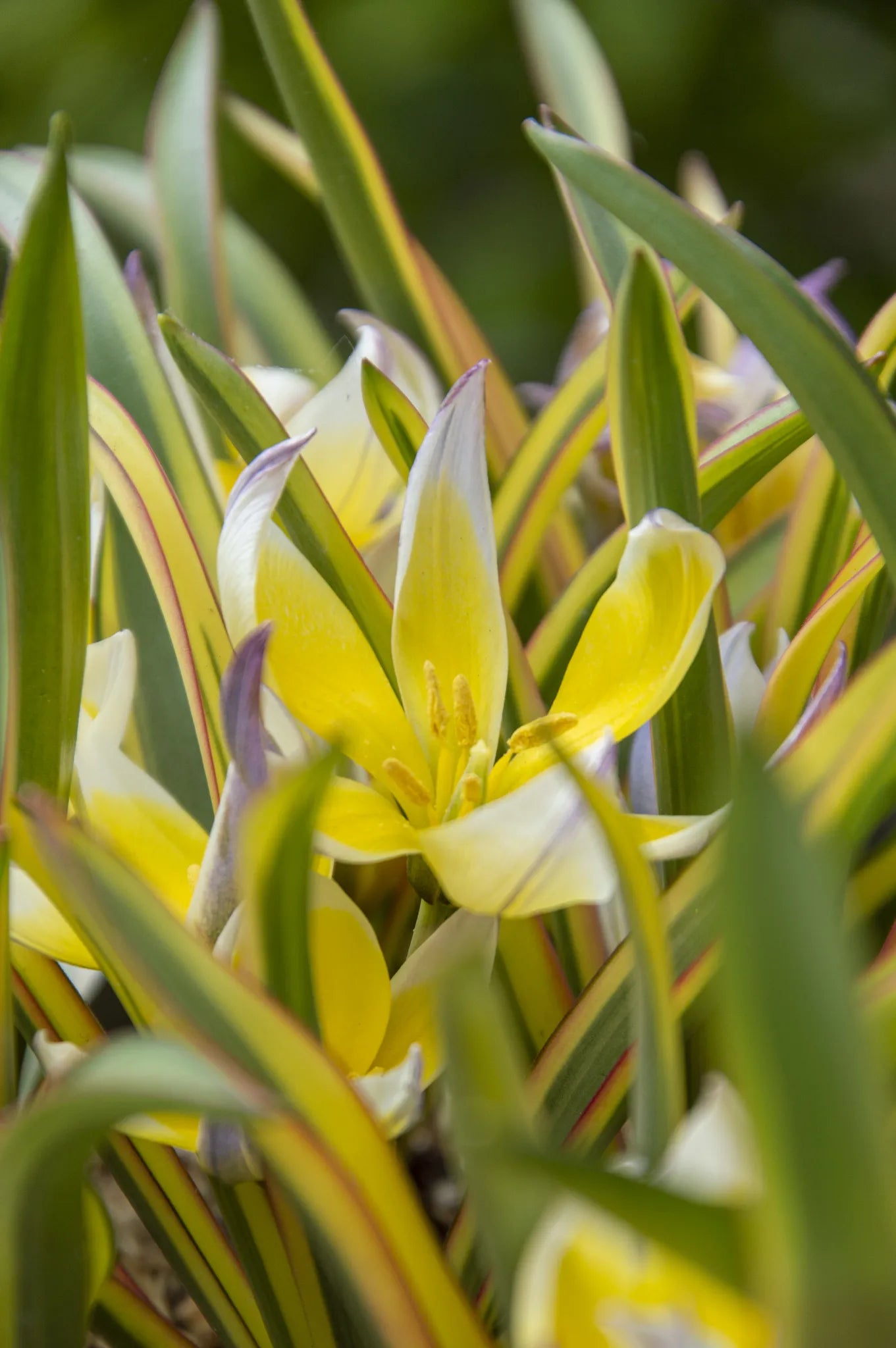 Bulbes de fleurs Non-Traité Tulipe tarda Interaction calibre 6/+ (1050800)
