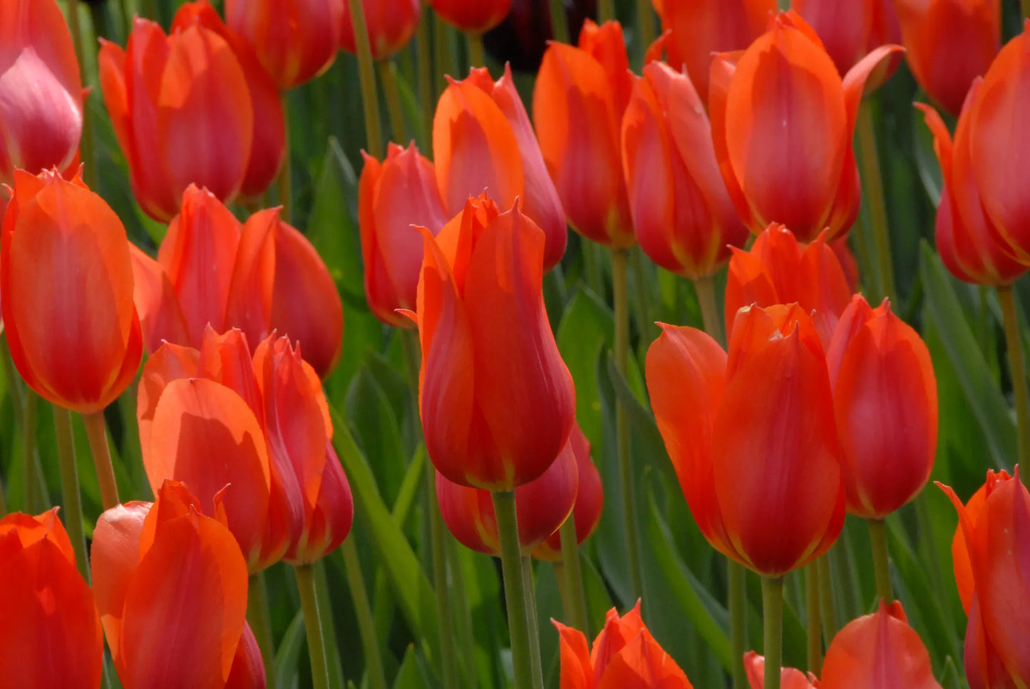 Untreated Tulip Temple of Beauty® flower bulbs size 12/+ (1016500) for individuals