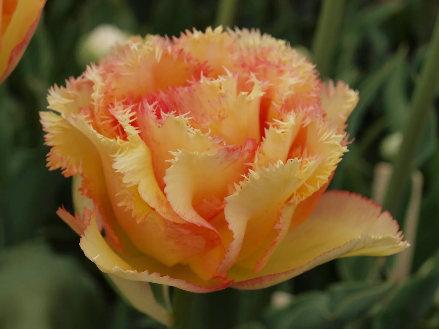 Bulbes de fleurs Non-Traité Tulipe Vaya con Dios® calibre 12/+ (1036700)