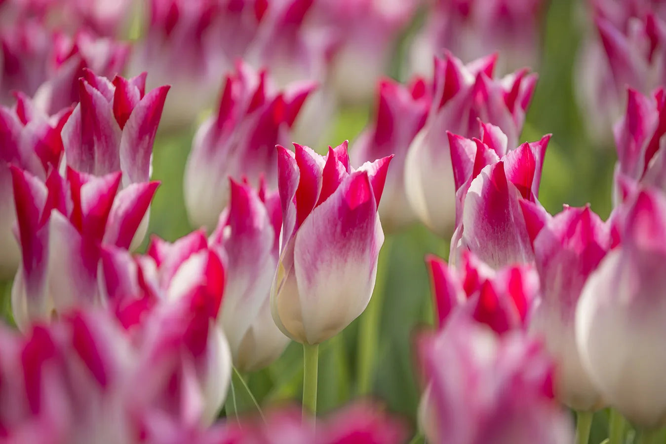 Bulbes de fleurs Non-Traité Tulipe Whispering Dream® calibre 12/+ (1034300)