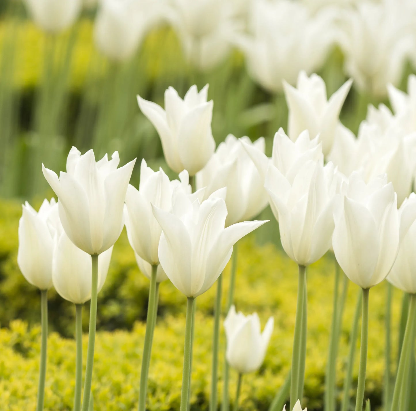 Untreated Tulip White Triumphator flower bulbs size 12/+ (1017800)