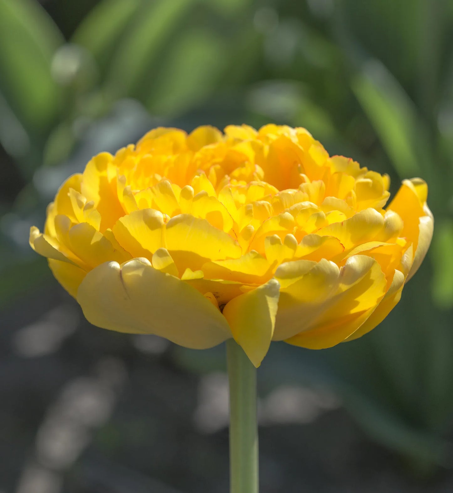 Bulbes de fleurs Non-Traité Tulipe Yellow Pompenette® calibre 12/+ (1018200)