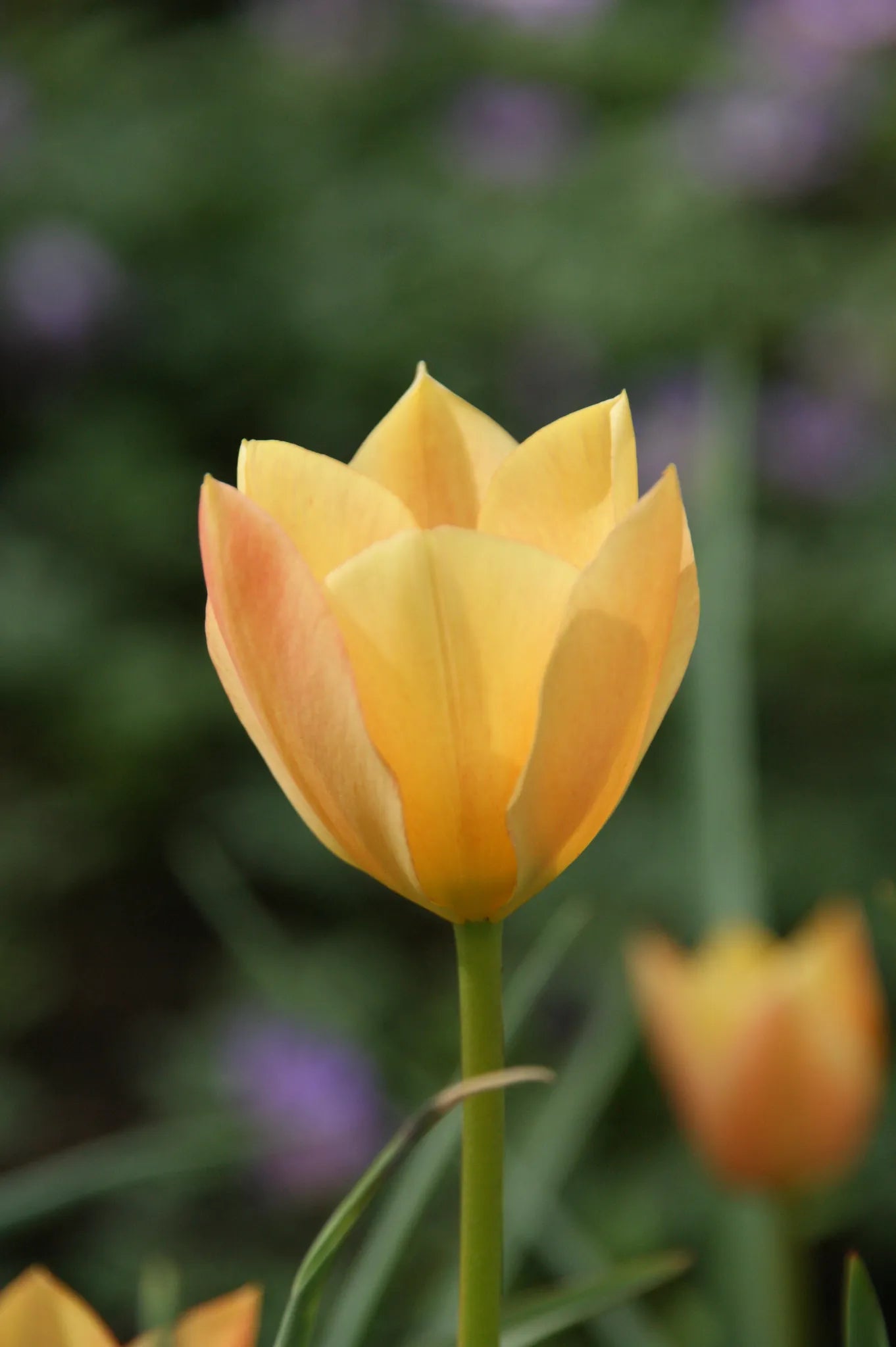 Bulbes de fleurs Non-Traité Tulipe batalinii Bronze Charm calibre 6/+ (1024100)