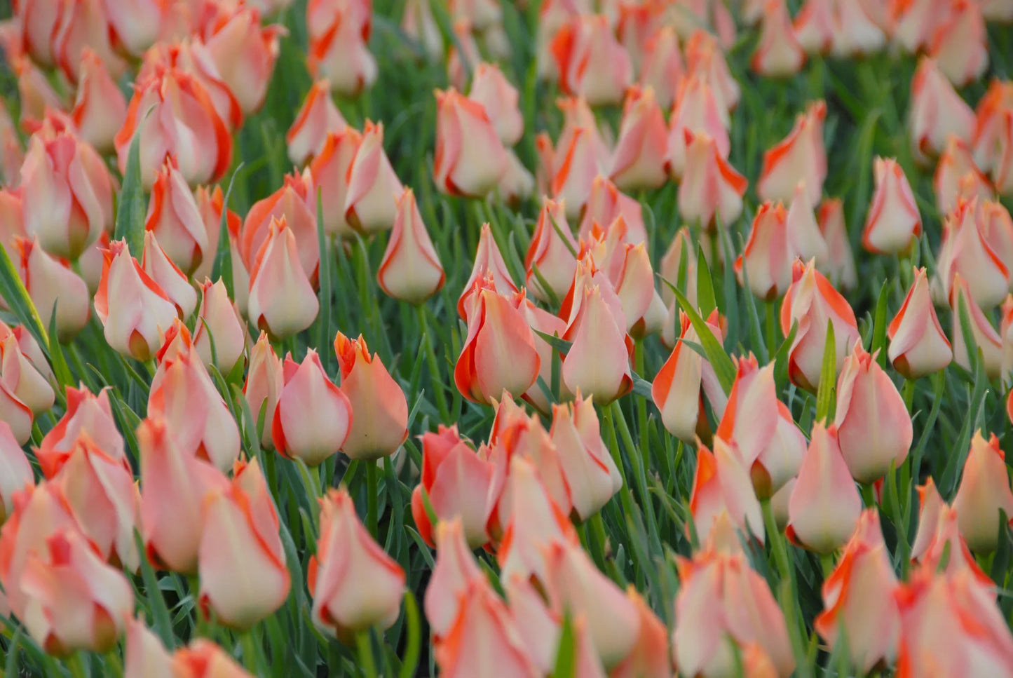 Bulbes de fleurs Non-Traité Tulipe batalinii Salmon Gem calibre 6/+ (1024300)