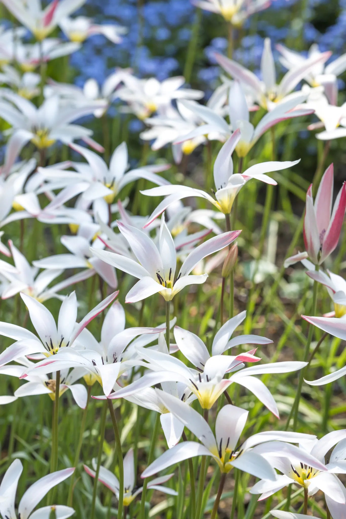Bulbes de fleurs Non-Traité Tulipe clusiana var. stellata calibre 6/7 (1003900)