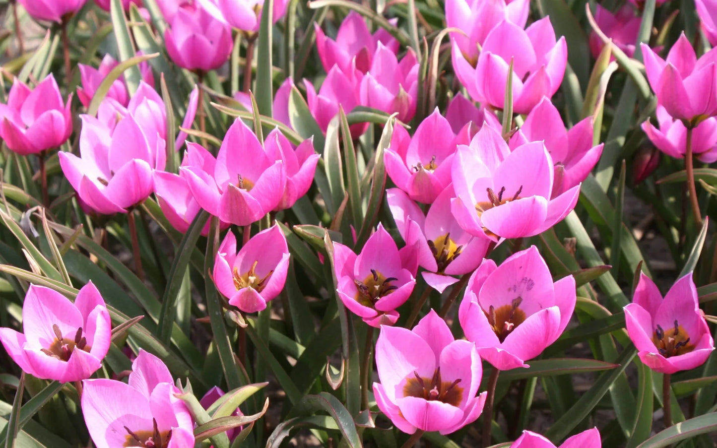 Bulbes de fleurs Non-Traité Tulipe humilis Helene calibre 6/+ (1008100)