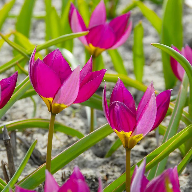 Bulbes de fleurs Non-Traité Tulipe humilis Persian Pearl calibre 6/7 (1008200)