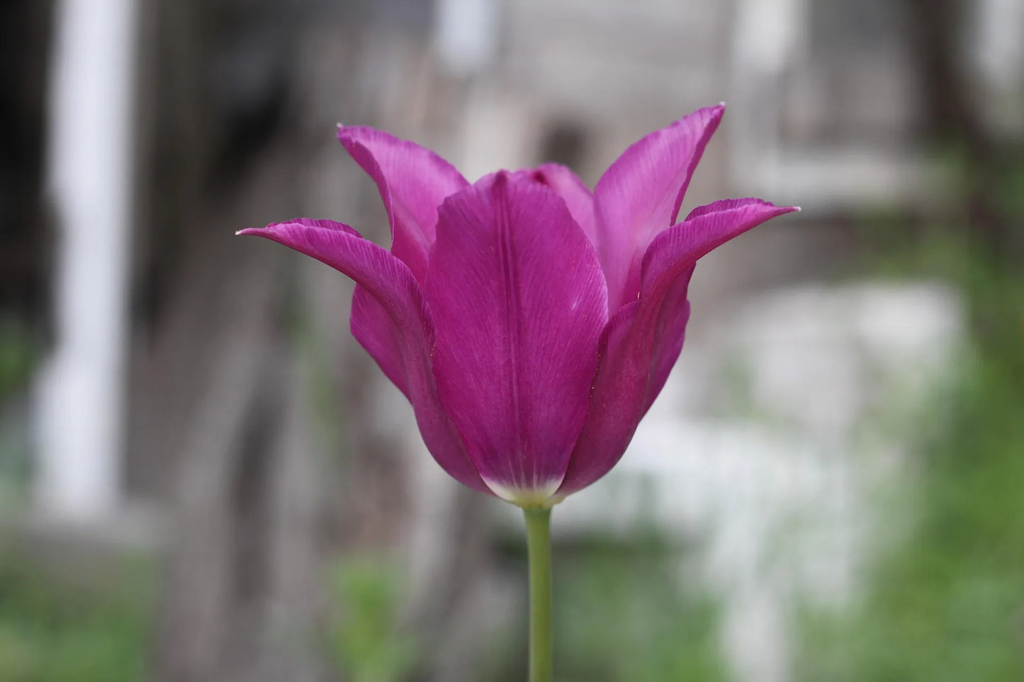 Untreated Tulip Yume no Murasaki® flower bulbs size 12/+ (1013400) for individuals