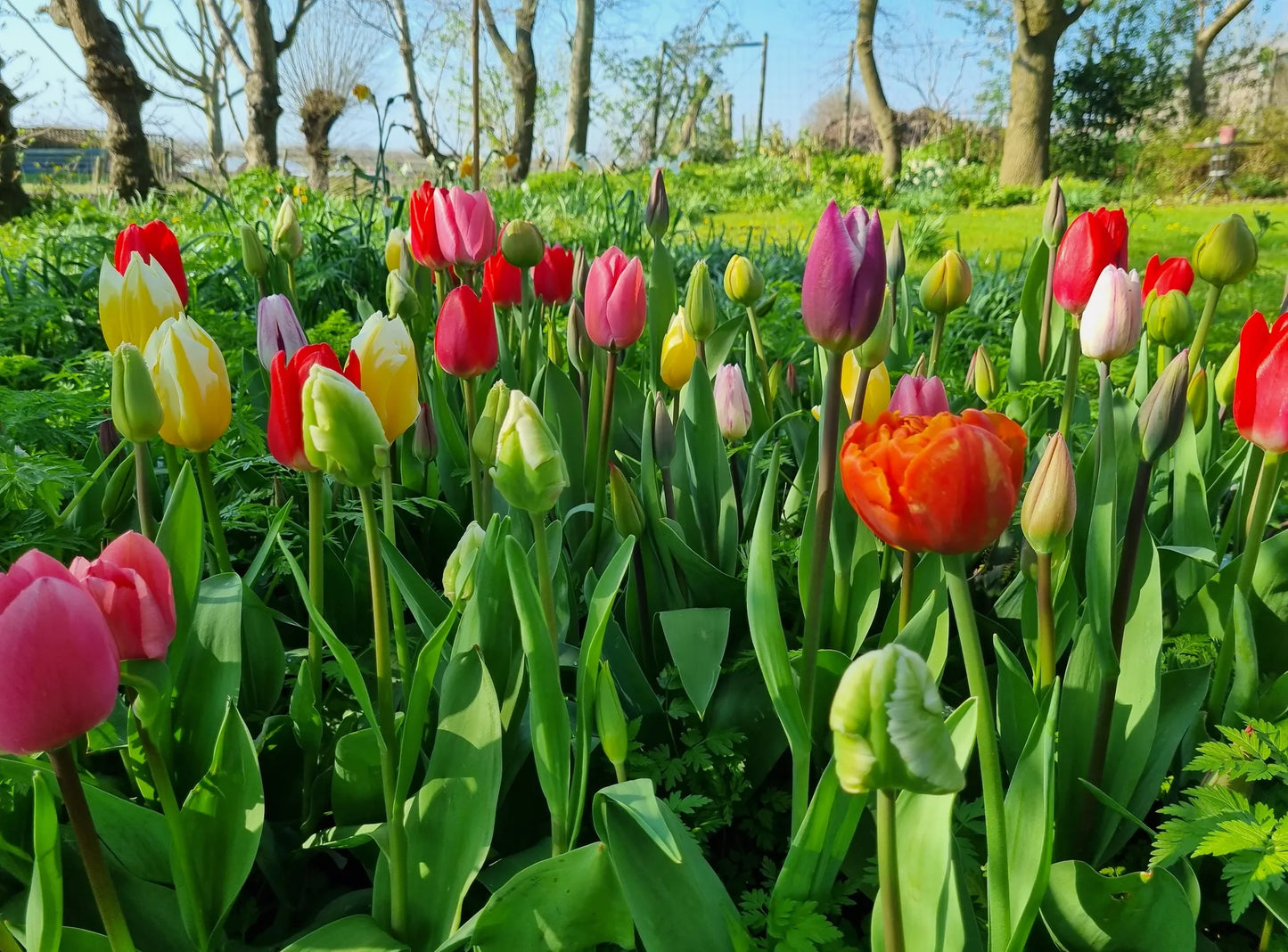 Organic Tulip flower bulbs Tulipmix for 1 m² of cut flowers, 144 bulbs divided into 12 different varieties (tsnijmi11)