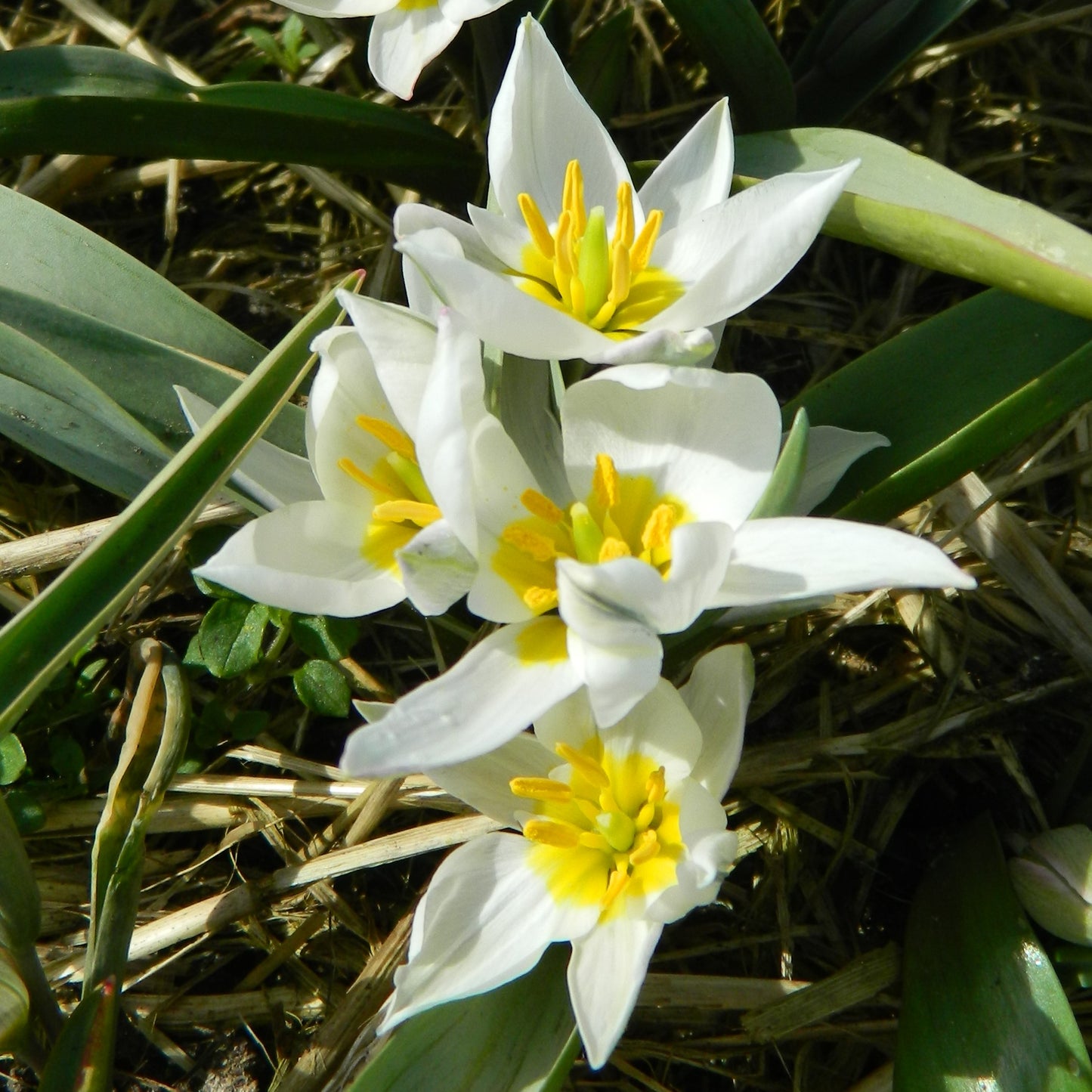 Bulbe Tulipe Turkestanica 5+ Bio