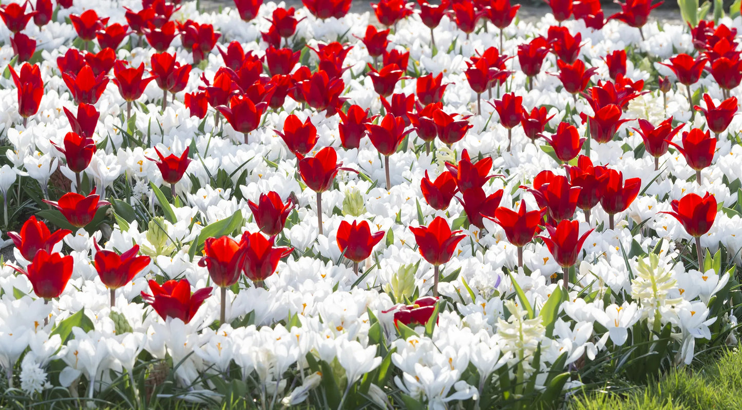 Bulbes de fleurs Non-Traité Mix Victory of Alkmaar Mix (9016400)