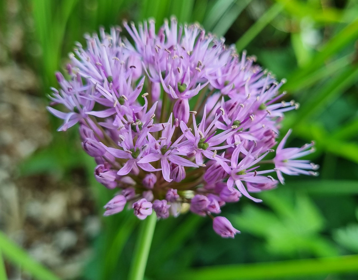 Organic flower bulbs Allium Star allium Violet Beauty size 10/+ (avibe10)