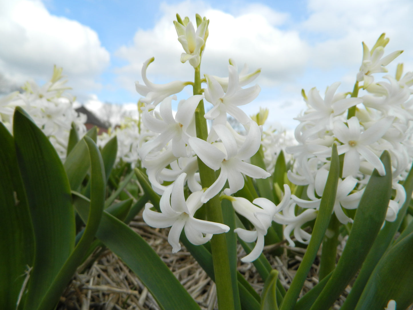 Bulbes de fleurs bio Hyacinthus White Pearl calibre 14/+ (hwipe14)