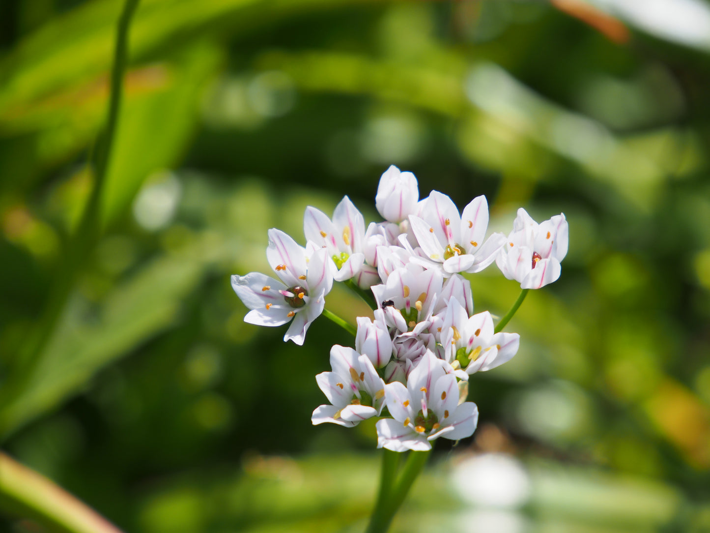 Bulbes de fleurs bio Allium Naples garlic Neapolitanum calibre 4/+ (aneop05)