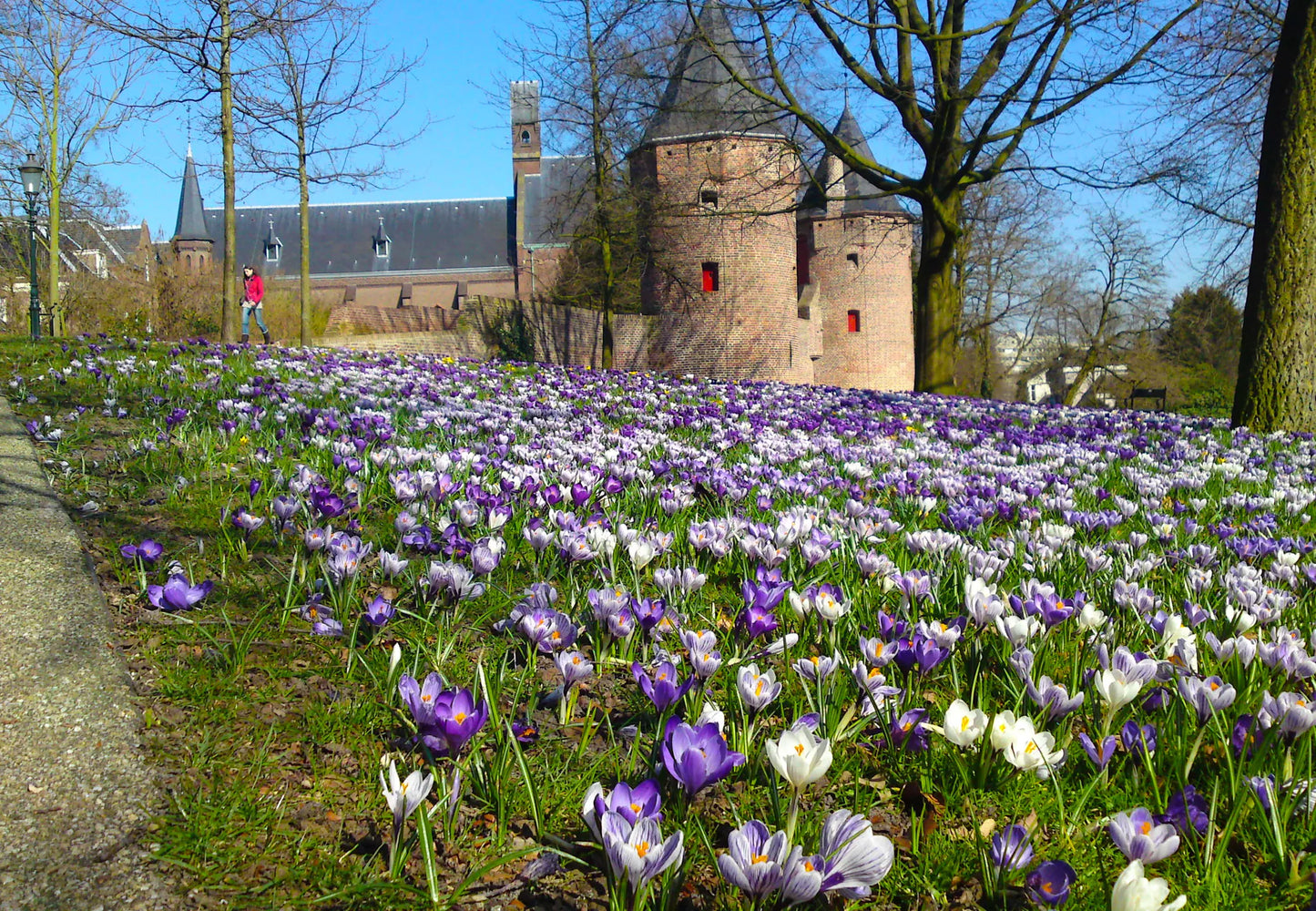 Untreated Flower Bulbs Blue Grass Mix (9000200) for Individuals