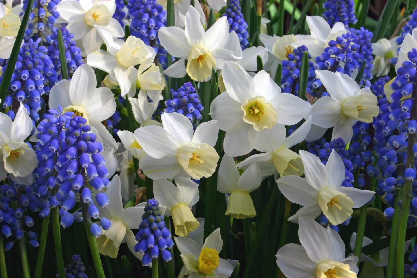 Bulbes de fleurs Non-Traité Mix Cool Waters Mix (9001100)