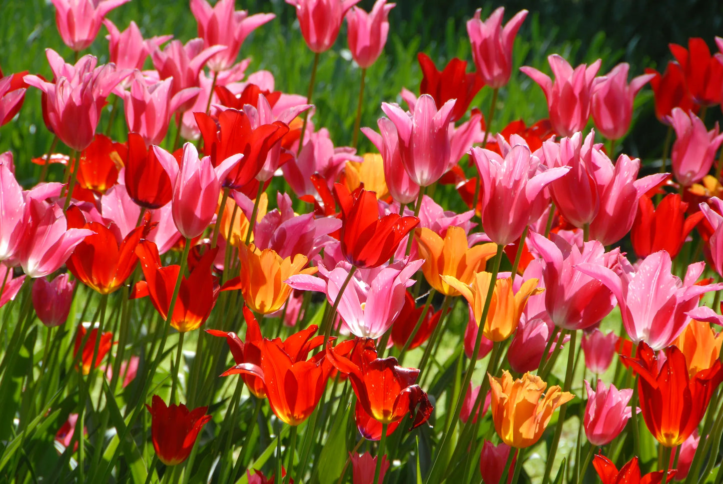 Bulbes de fleurs Non-Traité Mix  Dancefair Mix (9000600)