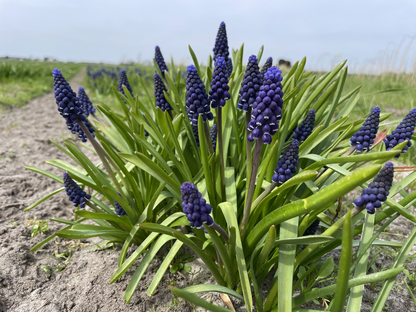 Bulbes de fleurs bio Muscari armeniacum Joyce Spirit (Grapehyacinth) calibre 7/8 (marjs07)