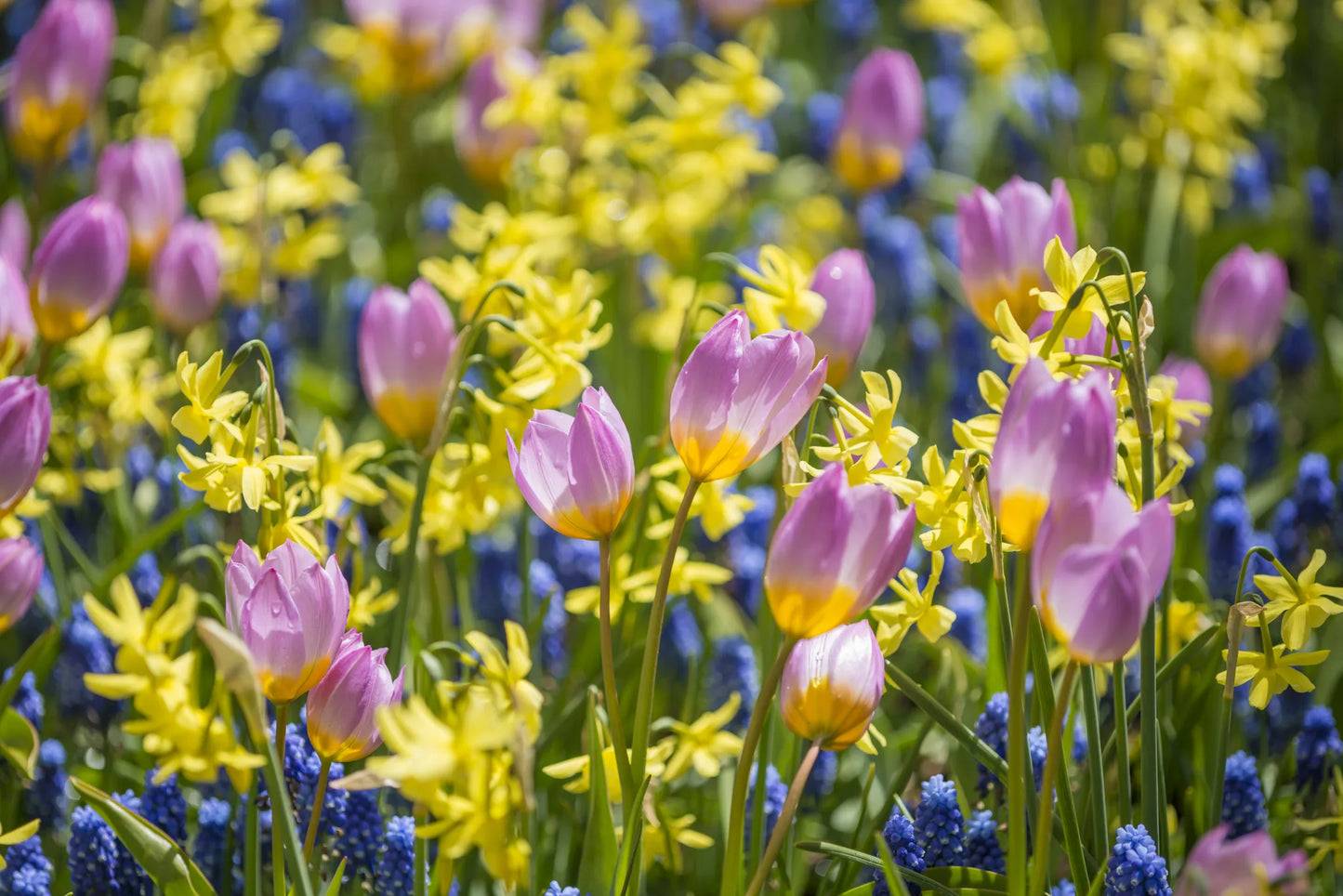 Bulbes de fleurs Non-Traité Mix Little Rascals Mix (9002300)
