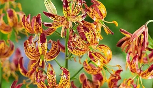 Bulbes de fleurs Non-Traité Lilium martagon Arabian Knight calibre 12/+ (4005000) pour particuliers