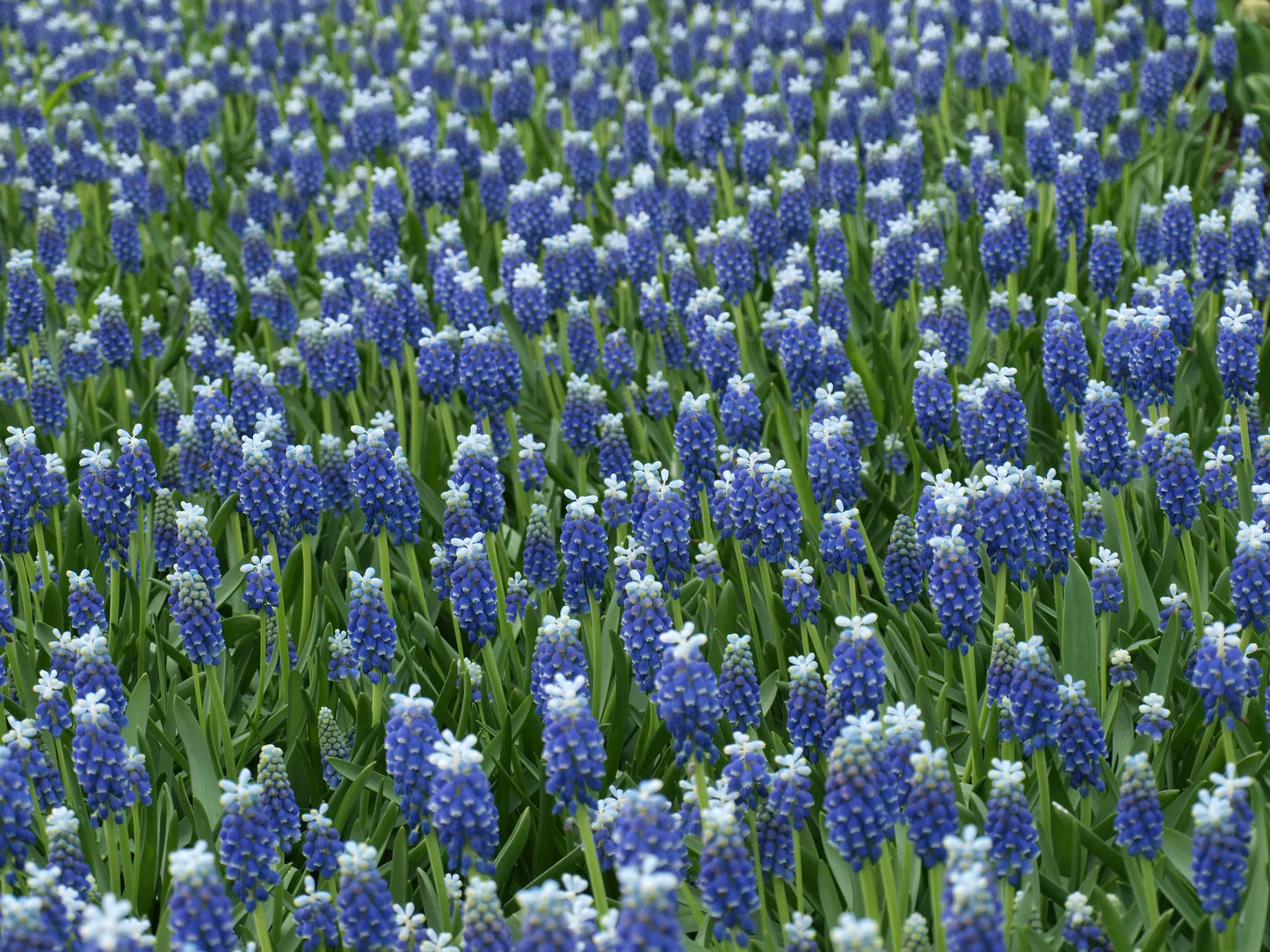 Untreated Muscari Touch of Snow® flower bulbs size 8/9 (3801000) for individuals