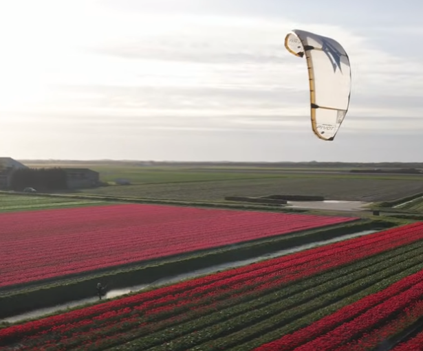 Pendant ce temps là au milieu des champs de fleurs aux Pays-Bas