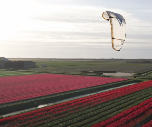 Pendant ce temps là au milieu des champs de fleurs aux Pays-Bas