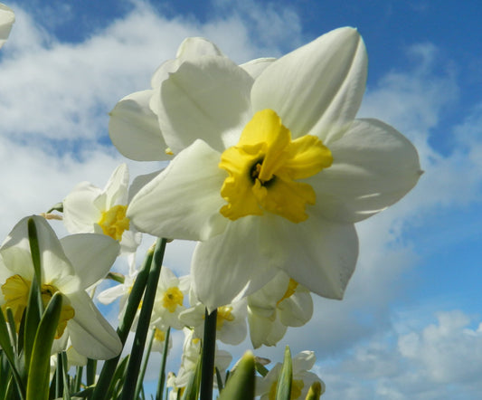 Quelles différences entre les Jonquilles et les Narcisses ?