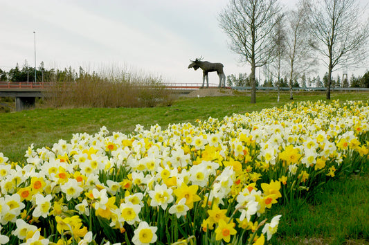 Silkeborg Mix Untreated Flower Bulbs (9000700) for individuals