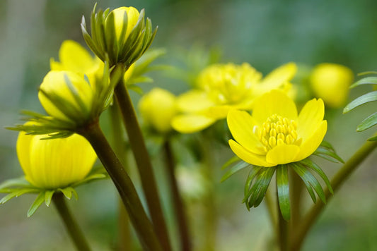 Winter Aconite Bulb Winter Aconite 3+ Organic 