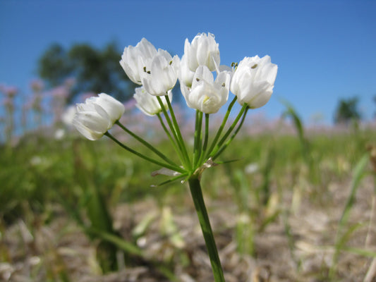 Untreated flower bulbs Allium cowanii size 5/+ (3102500) for individuals